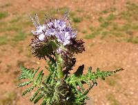 Phacelia tanacetifolia image