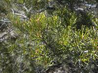 Pinus cembroides image