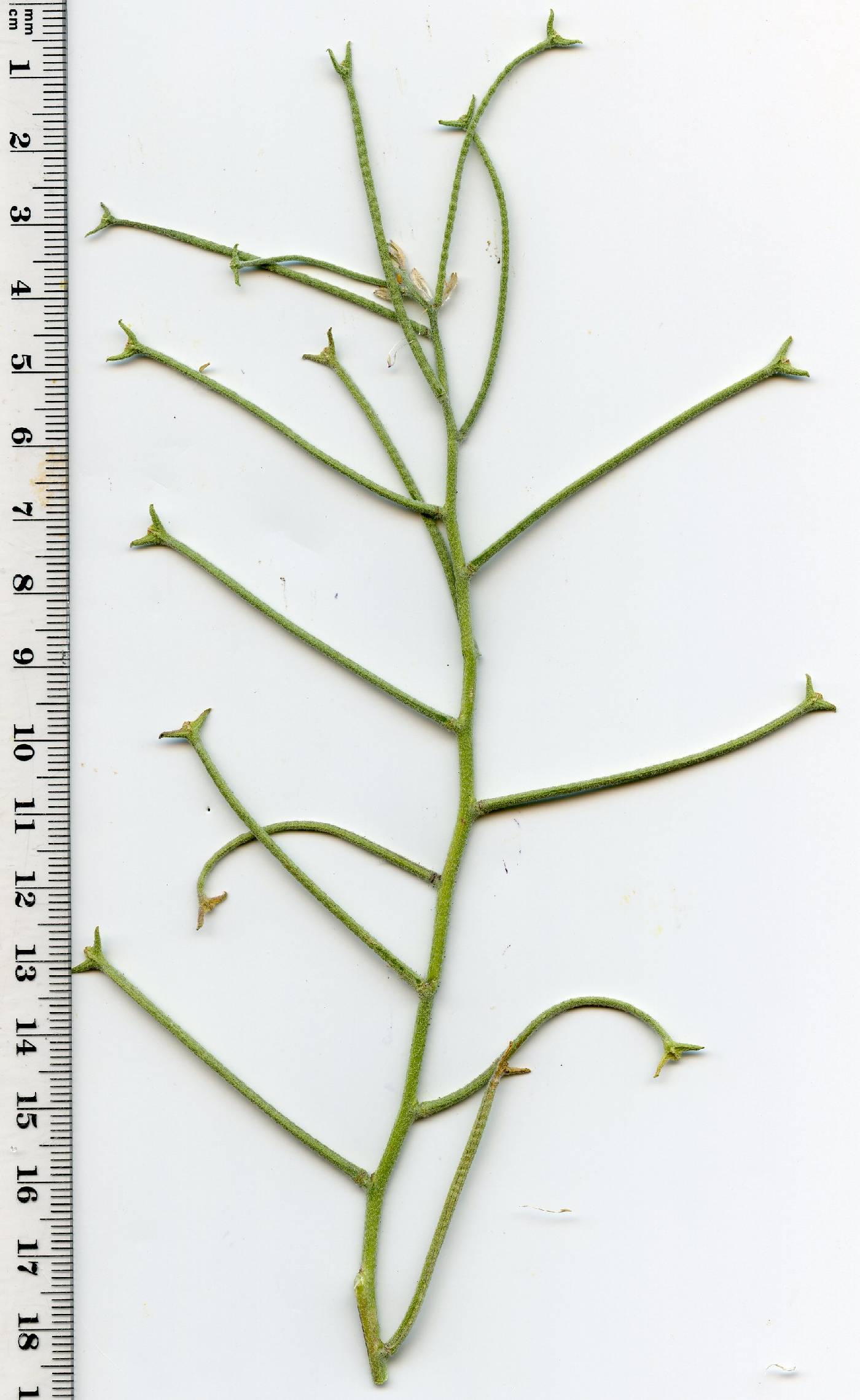 Matthiola parviflora image