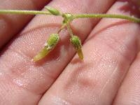 Cerastium brachypodum image