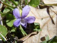 Viola nephrophylla image