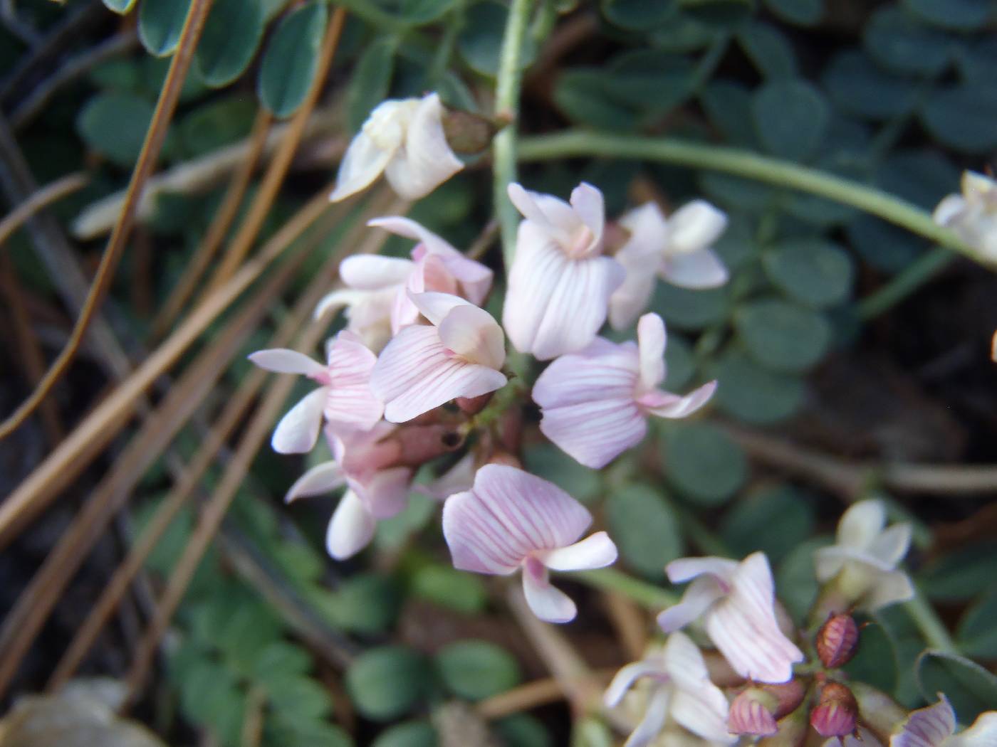 Astragalus cobrensis var. cobrensis image