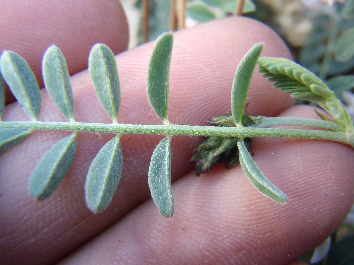 Astragalus cobrensis var. cobrensis image