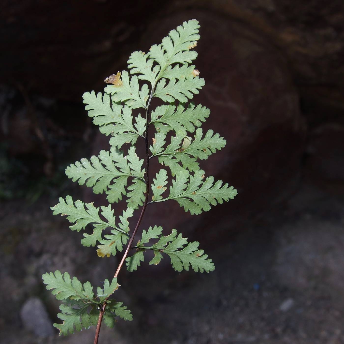 Myriopteris wrightii image