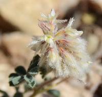 Dalea neomexicana image