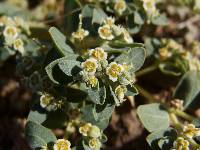 Euphorbia pediculifera image