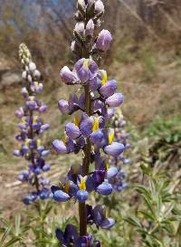 Lupinus palmeri image