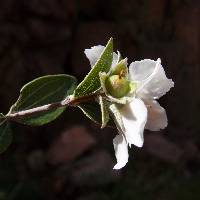 Philadelphus microphyllus image