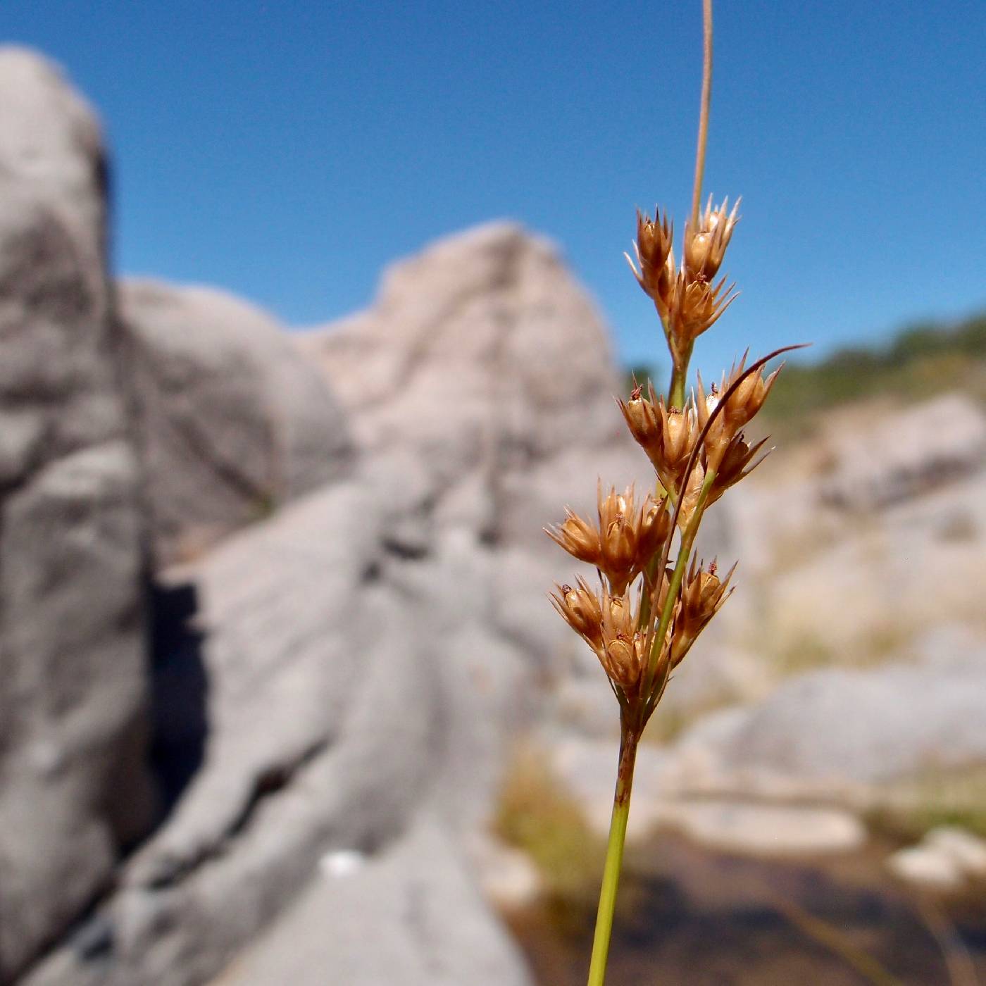 Juncaceae image