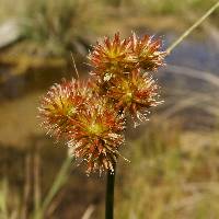 Juncus torreyi image