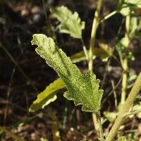 Sphaeralcea angustifolia image