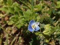 Veronica persica image