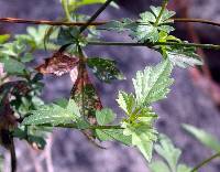 Bidens mollifolia image