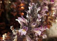 Orobanche cooperi image