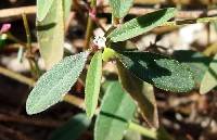 Image of Euphorbia picta