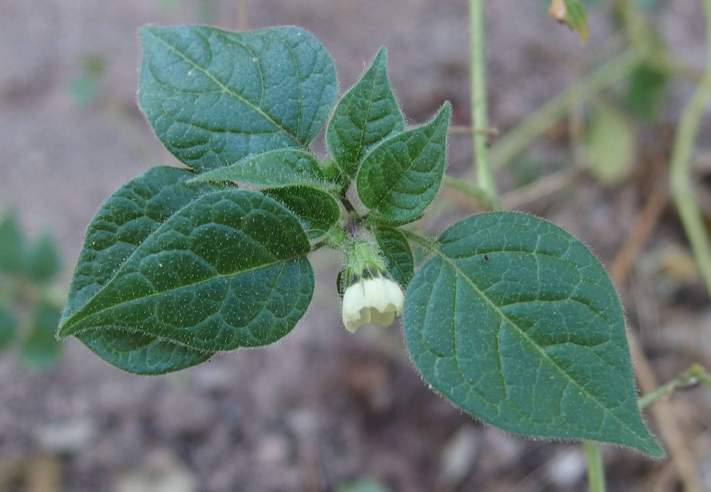 Physalis leptophylla image