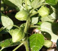 Physalis leptophylla image