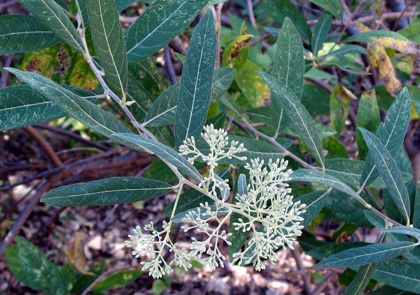 Vernonia triflosculosa image