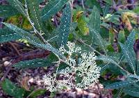 Vernonia triflosculosa image