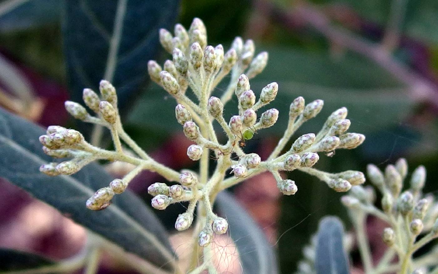 Vernonia triflosculosa image