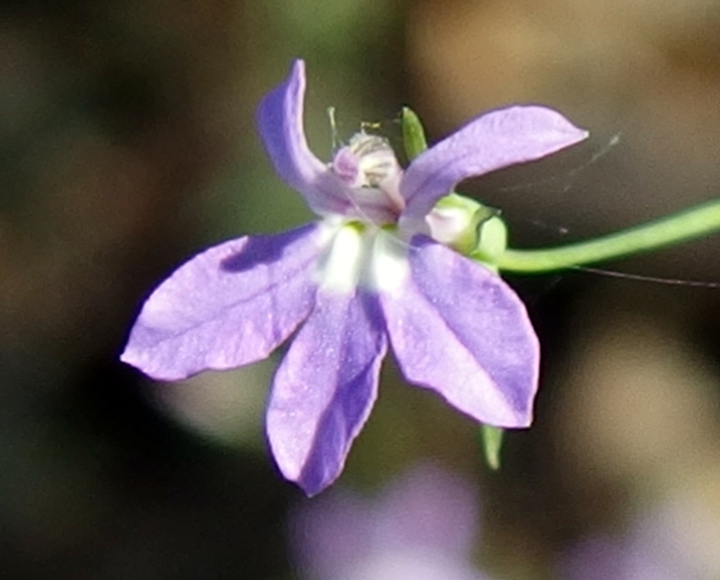 Lobelia goldmanii image