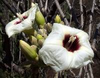 Ipomoea arborescens image