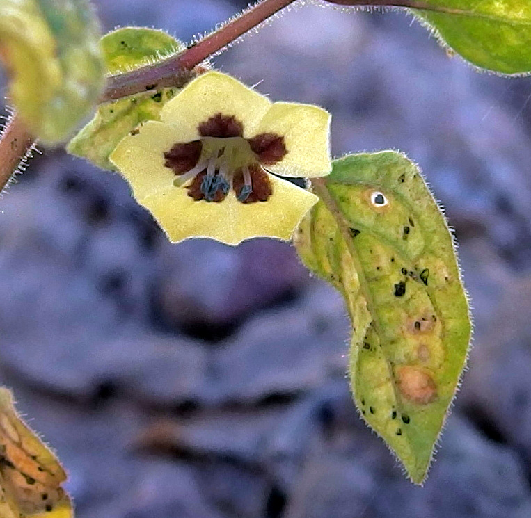 Physalis leptophylla image