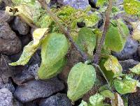 Physalis leptophylla image