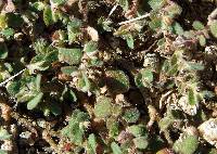 Image of Euphorbia petrina