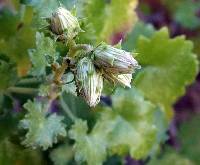 Pleurocoronis laphamioides image