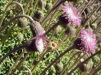 Hofmeisteria fasciculata image