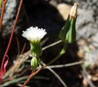 Malacothrix sonorae image