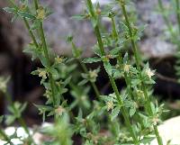 Galium proliferum image