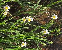 Symphyotrichum potosinum image