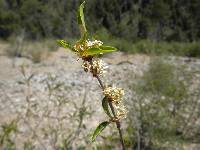 Prunus emarginata image