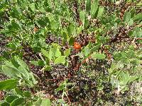 Arctostaphylos pungens image