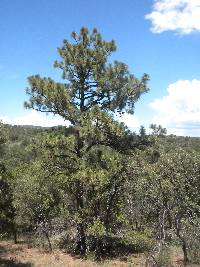 Pinus engelmannii image