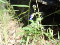 Salvia subincisa image