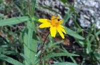 Melampodium appendiculatum image