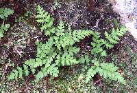 Woodsia cochisensis image