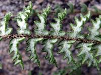 Myriopteris aurea image