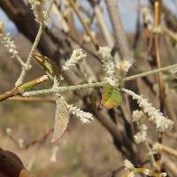 Iresine latifolia image