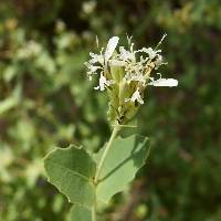 Image of Guardiola platyphylla