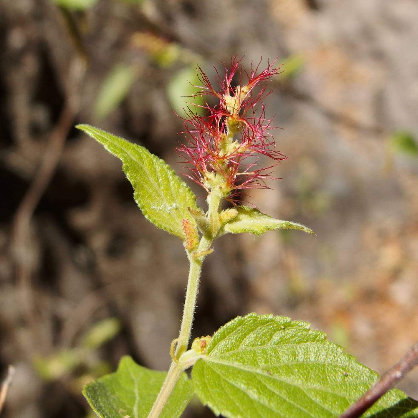 Acalypha papillosa image