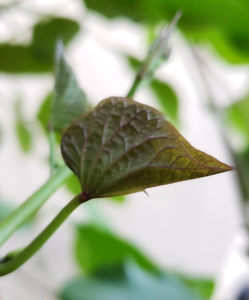 Ipomoea batatas image