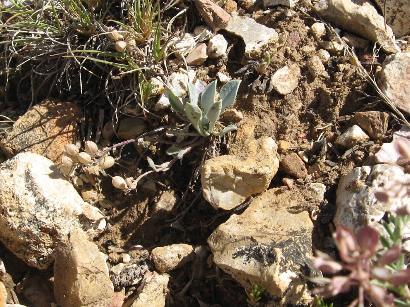 Physaria kaibabensis image