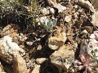 Image of Physaria kaibabensis