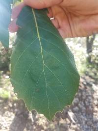 Quercus mcvaughii image