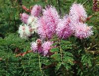 Mimosa dysocarpa image