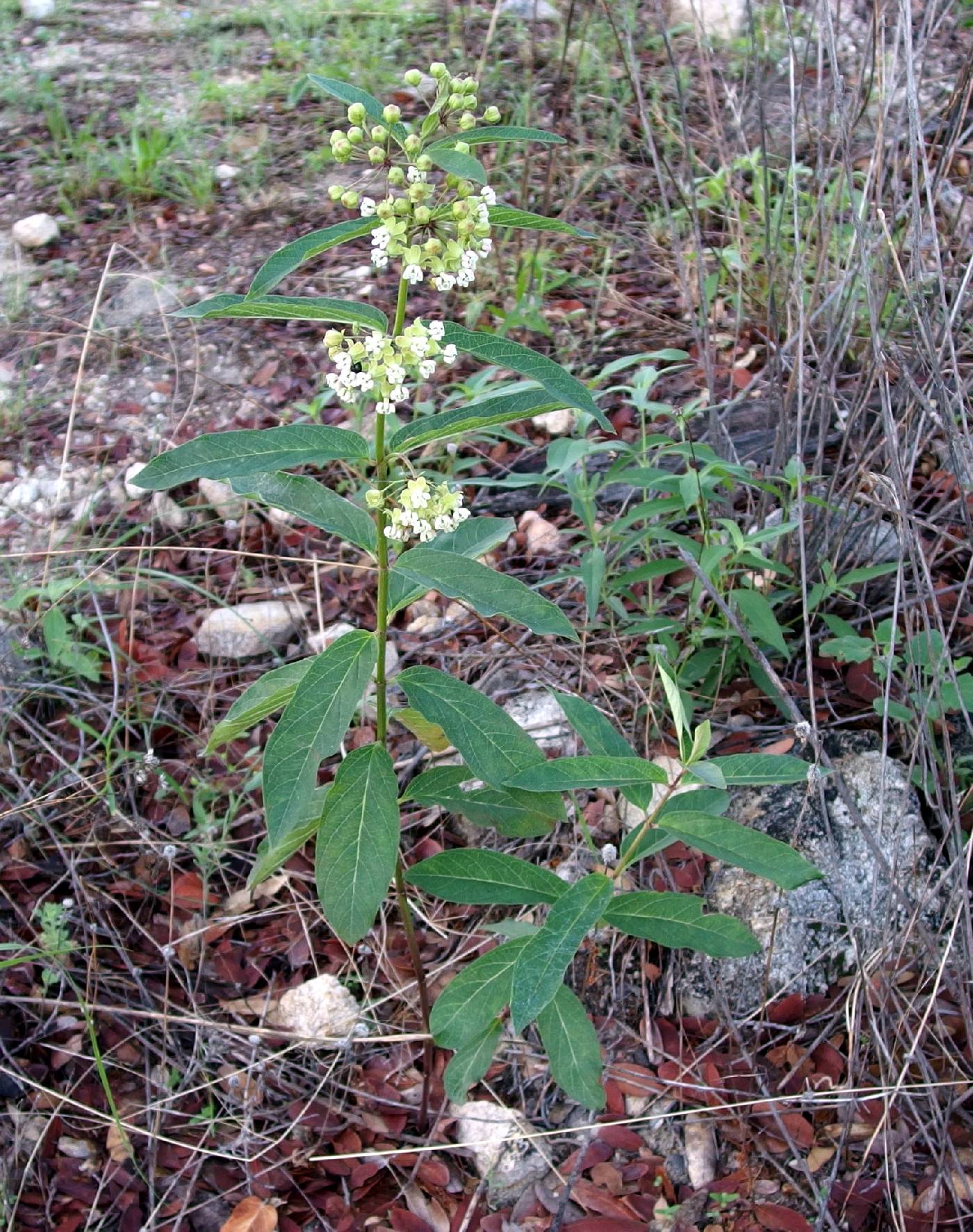 Asclepias ovata image